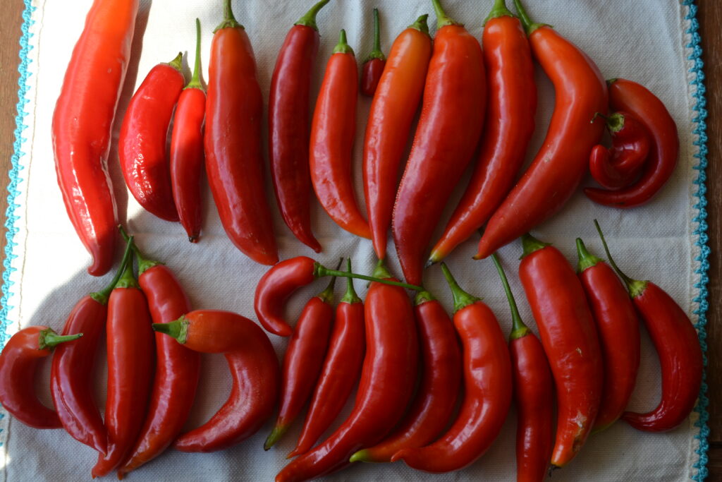 Cómo cultivar ají picante en casa