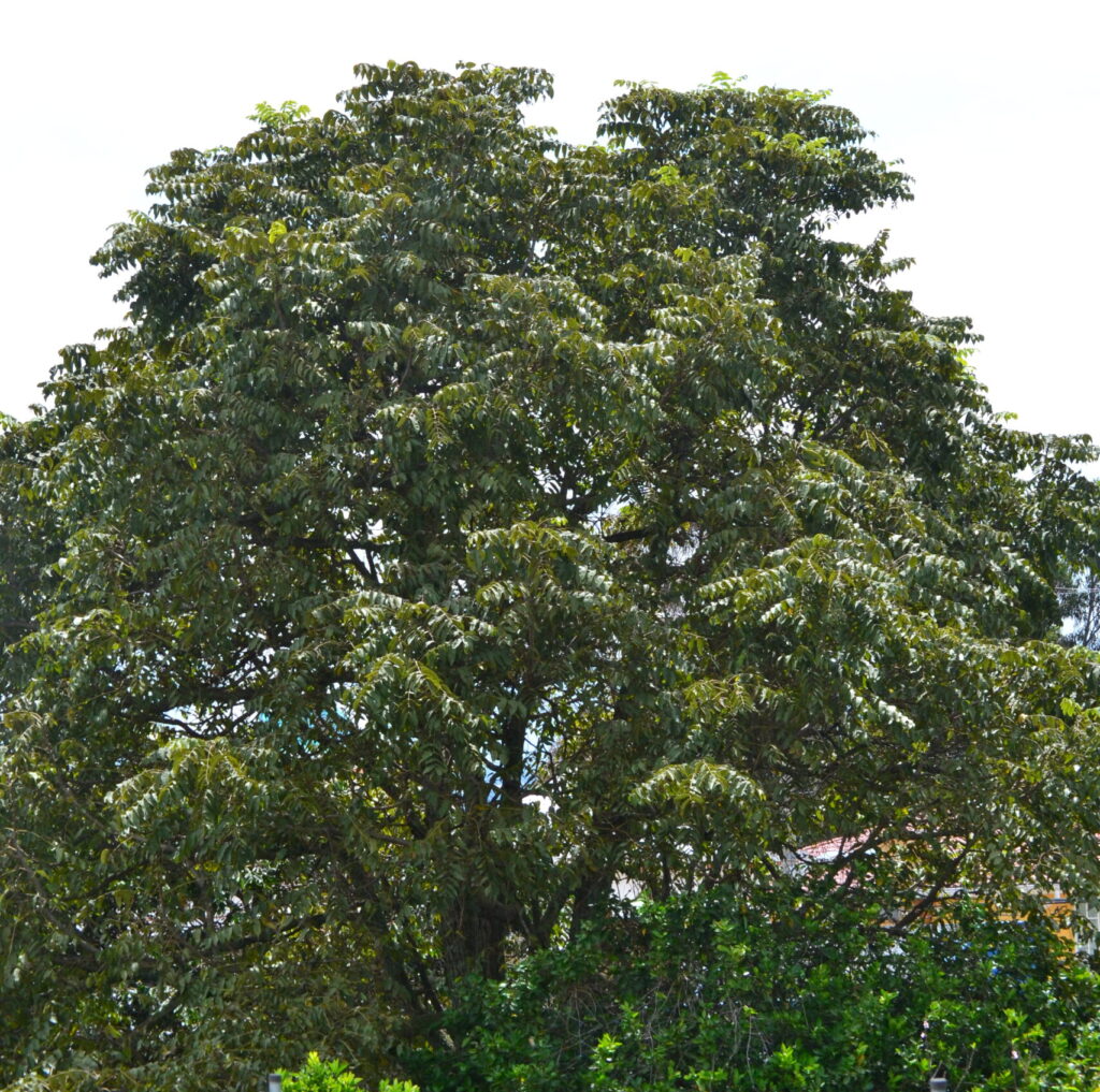 Árbol de tocte o nogal